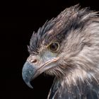 Portrait Kordillerenadler