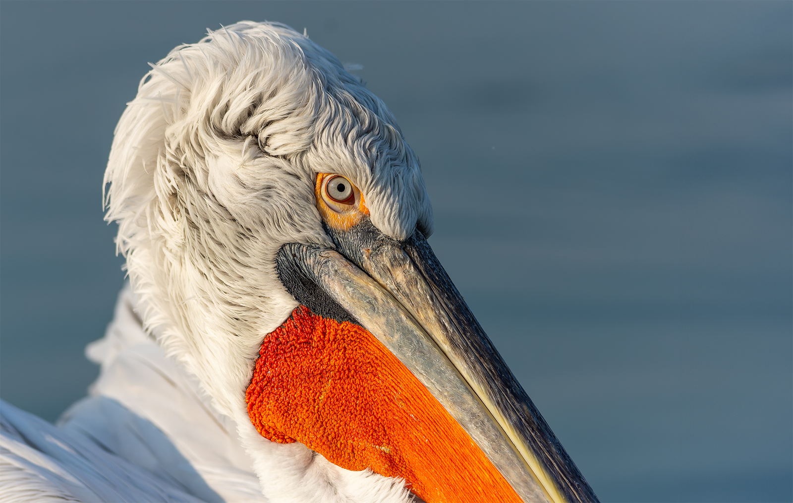 Portrait Krauskopfpelikan