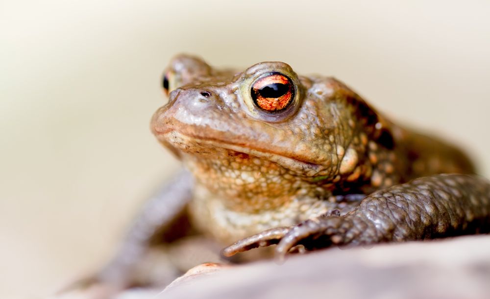 portrait kröterich