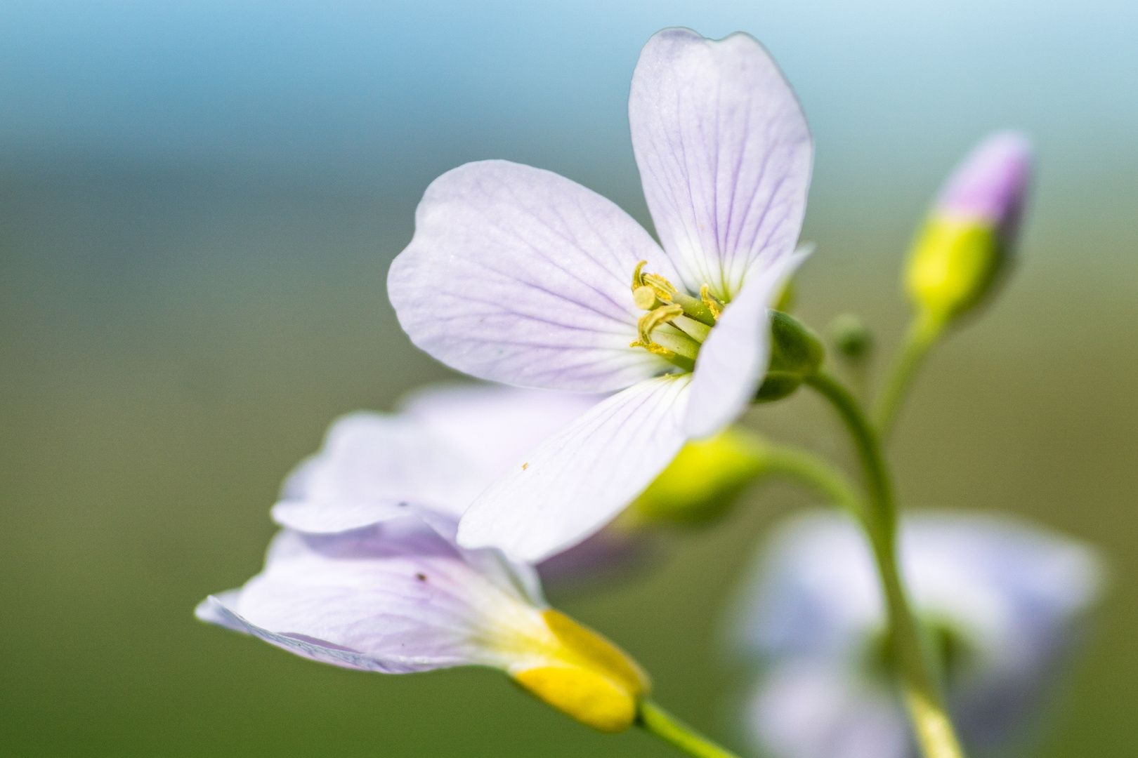 Portrait Kuckucksblume