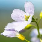 Portrait Kuckucksblume