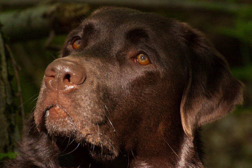 Portrait Labrador braun