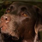 Portrait Labrador braun