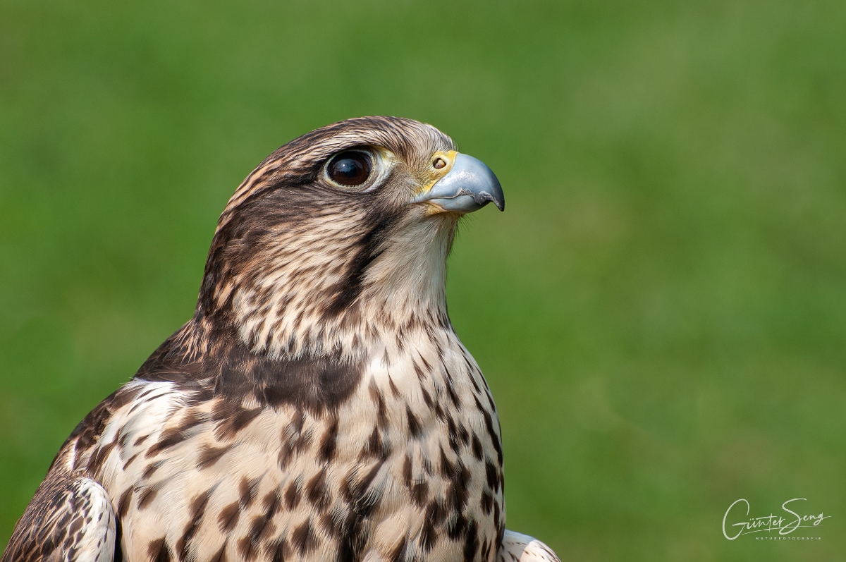 Portrait Lannerfalke