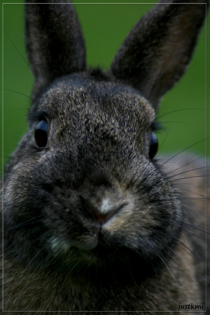 Portrait lapinette