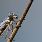 Portrait Libelle