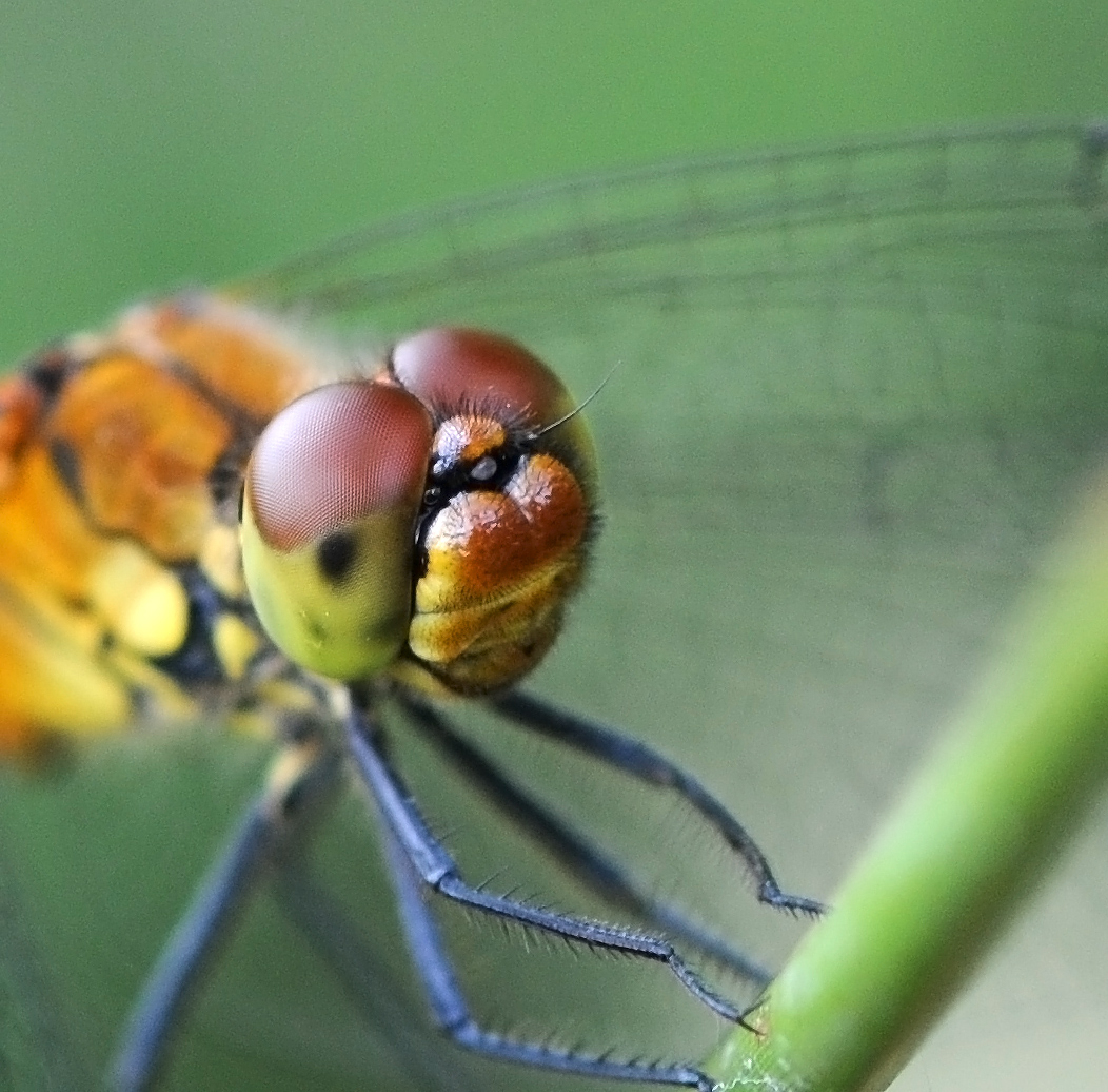 portrait libellule