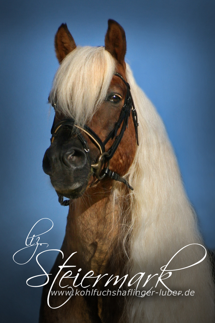 Portrait liz. Steiermark - der Kohlfuchshaflinger