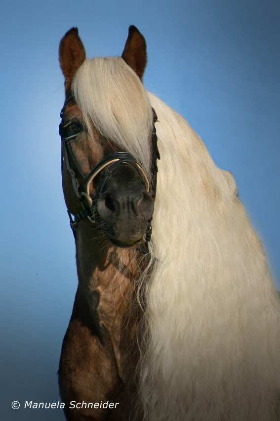 Portrait liz. Steiermark von Kohlfuchs Haflinger Luber