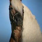 Portrait liz. Steiermark von Kohlfuchs Haflinger Luber