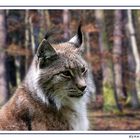 Portrait Luchs