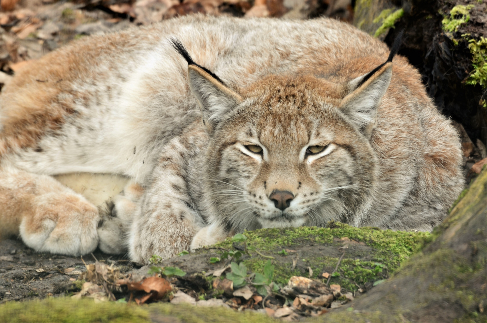 Portrait Lynx
