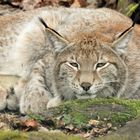 Portrait Lynx