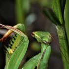 Portrait Macro