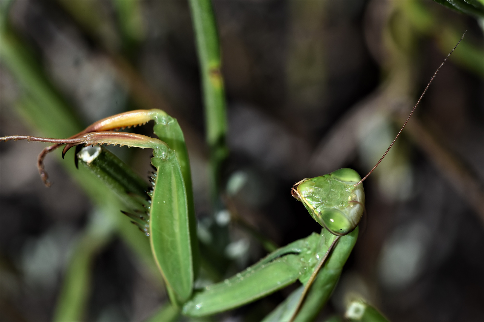 Portrait Macro