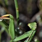 Portrait Macro