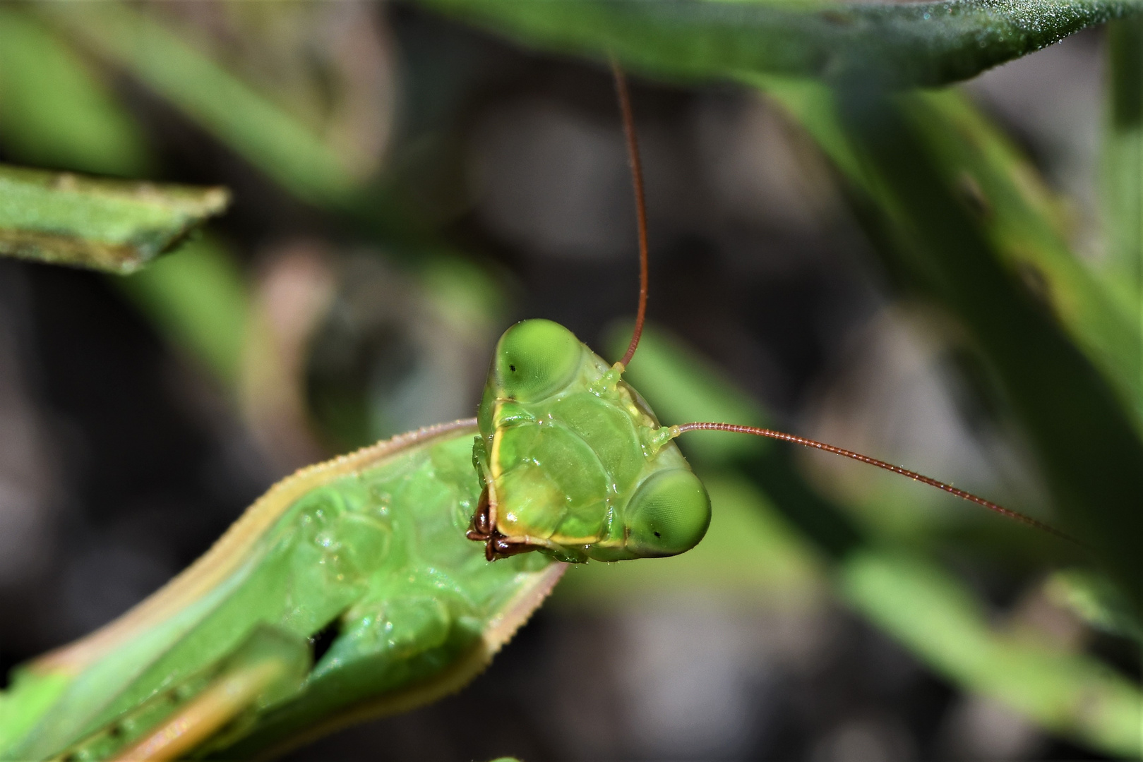 Portrait Macro