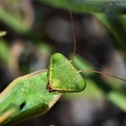 Portrait Macro