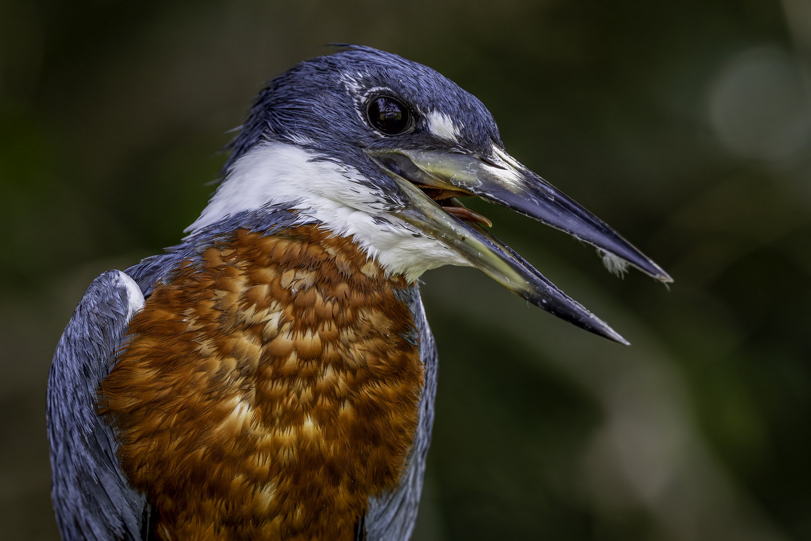 Portrait männlicher Rostbrustfischer (Ringed Kingfisher)