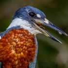 Portrait männlicher Rostbrustfischer (Ringed Kingfisher)