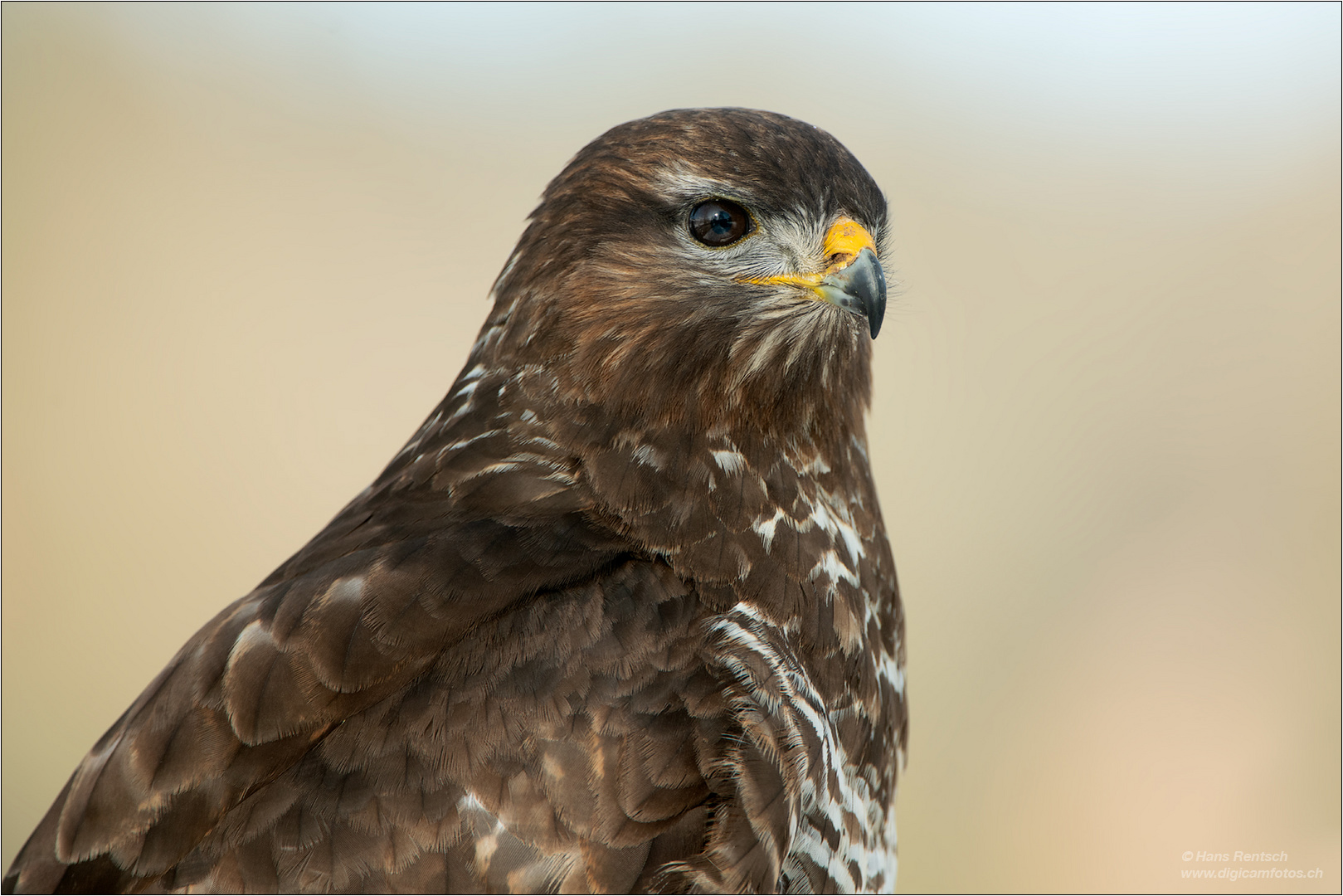 Portrait Mäusebussard