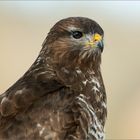 Portrait Mäusebussard