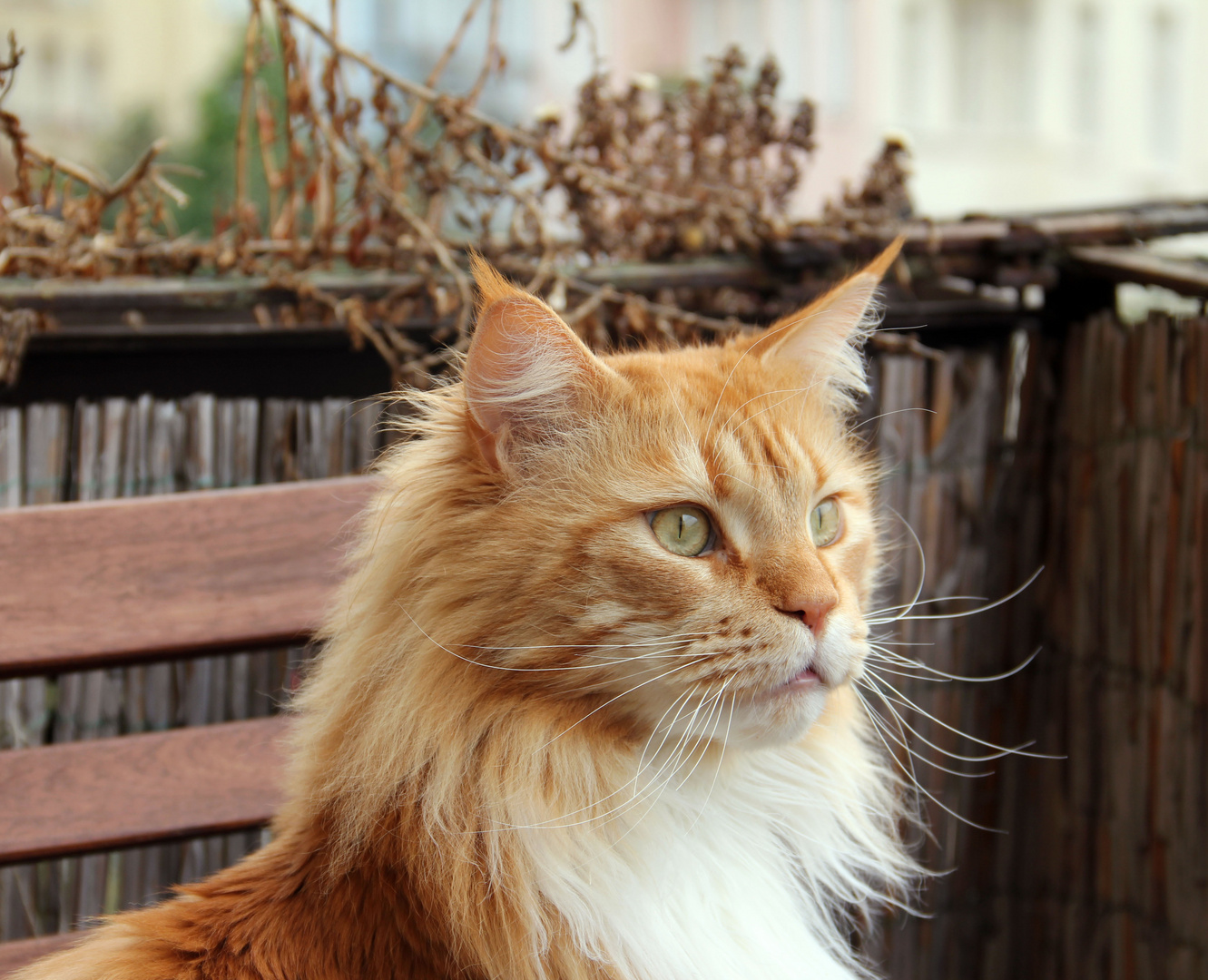 Portrait - Maine Coon