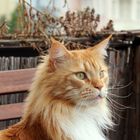 Portrait - Maine Coon