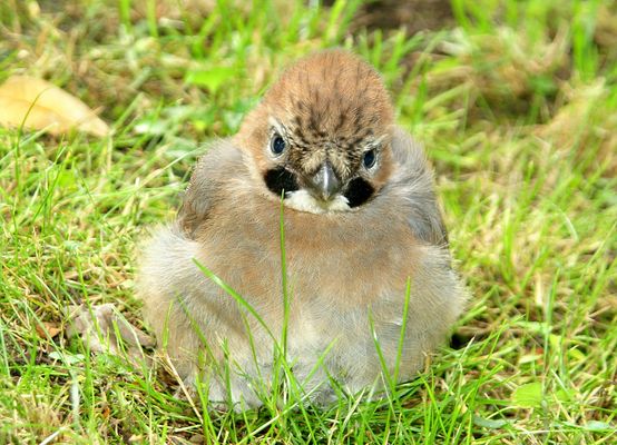 Baumgartner Arthur Fotos & Bilder Fotograf aus Moosthenning