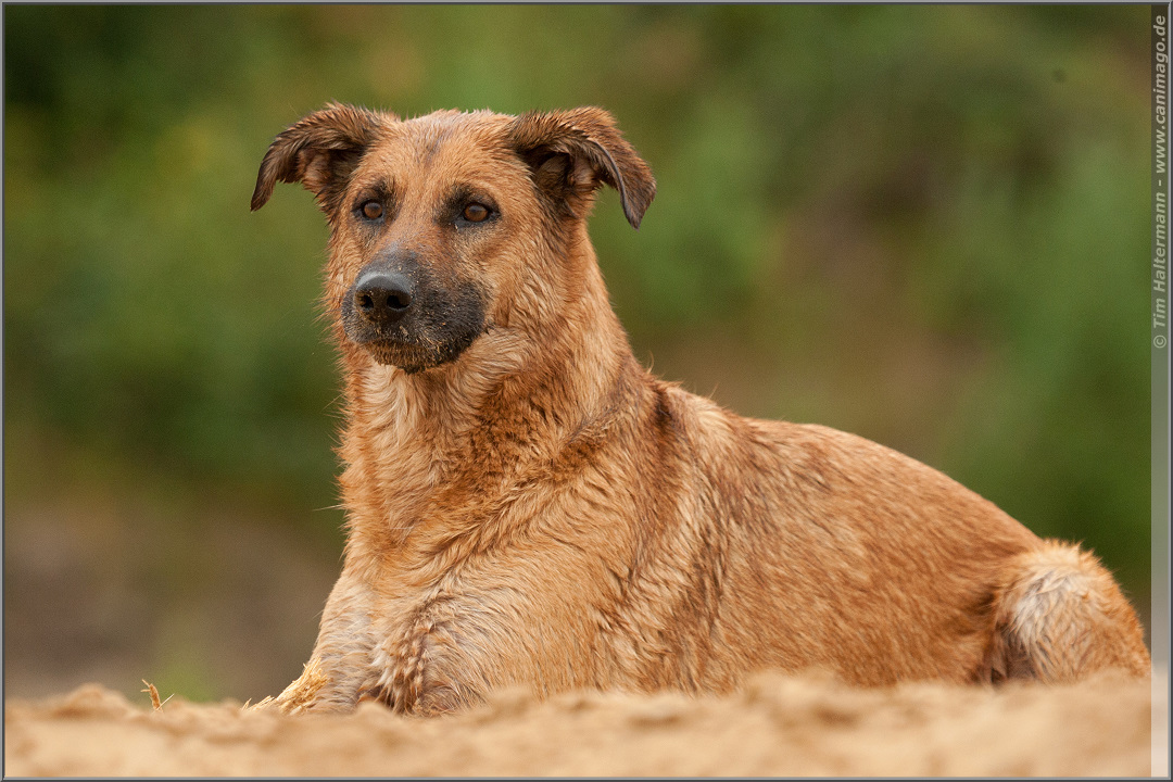 Portrait Malinois-Mix