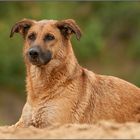 Portrait Malinois-Mix