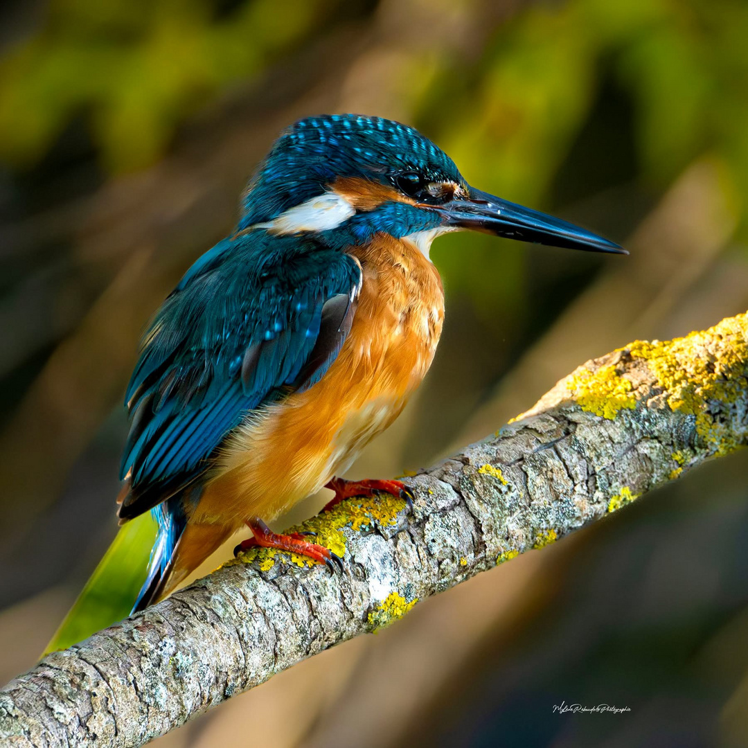 Portrait Martin pêcheur 