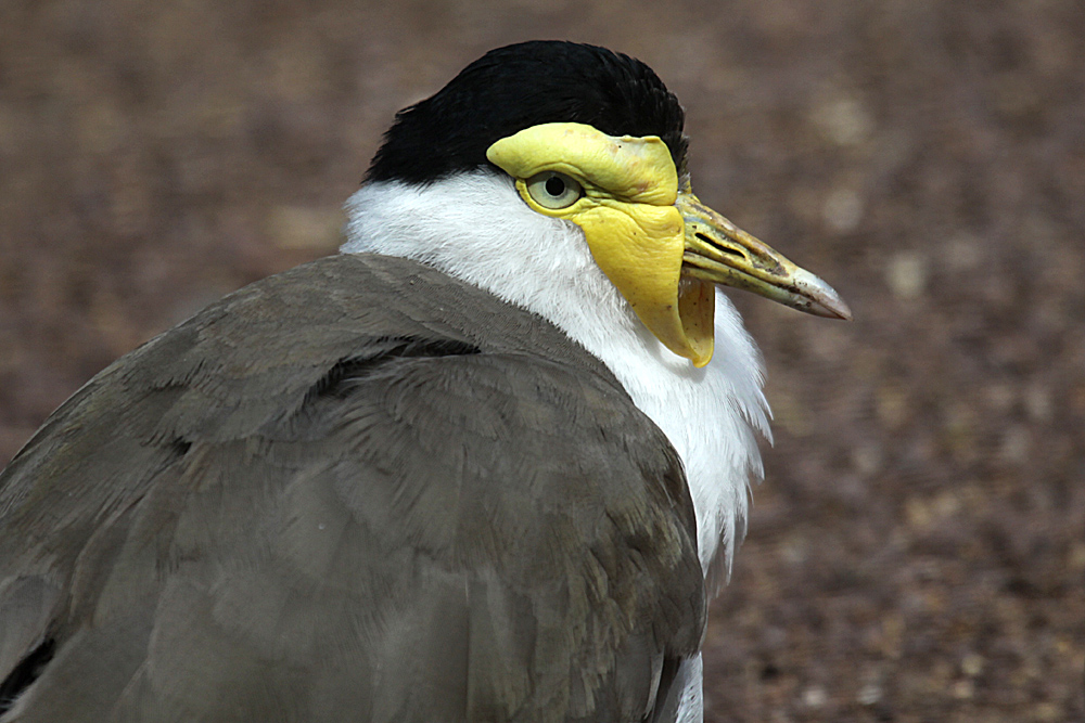 Portrait Maskenkiebitz