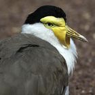 Portrait Maskenkiebitz