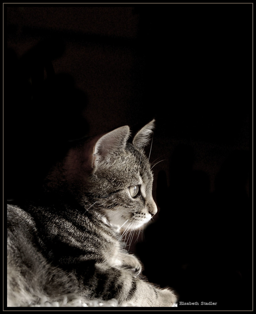 Portrait meiner Katze