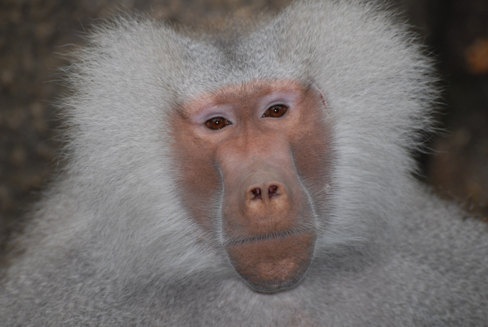 Portrait meines kleinen Freundes...