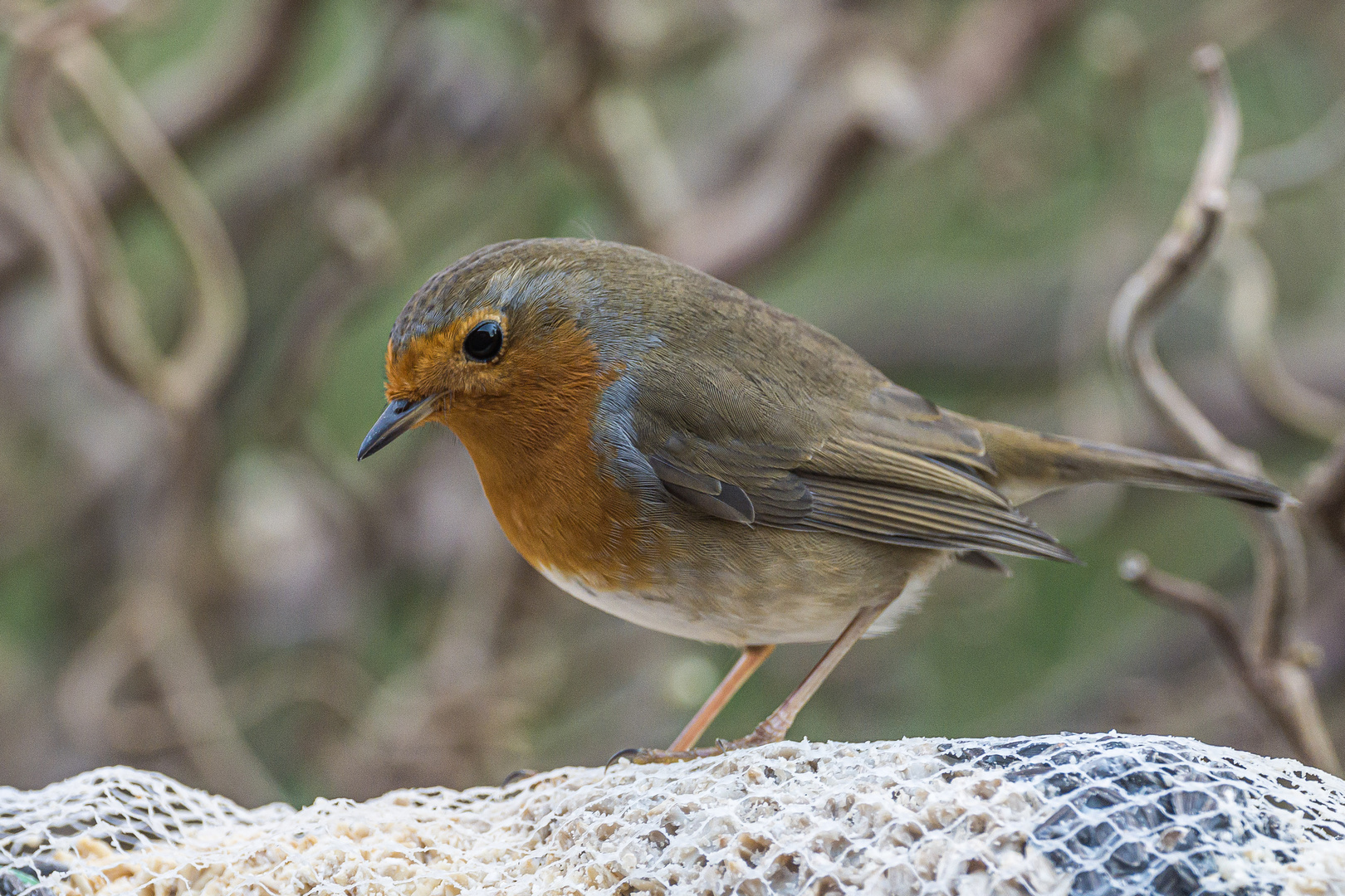 Portrait meines Lieblingsvogels.