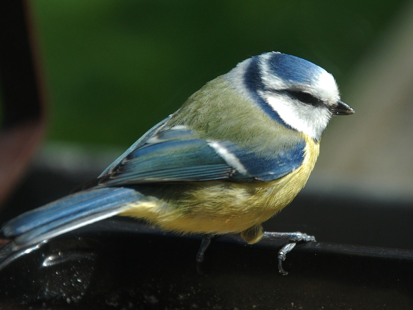 Portrait Mésange bleue (2)