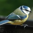 Portrait Mésange bleue (2)