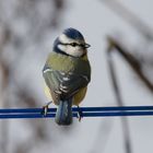 Portrait Mesange bleue