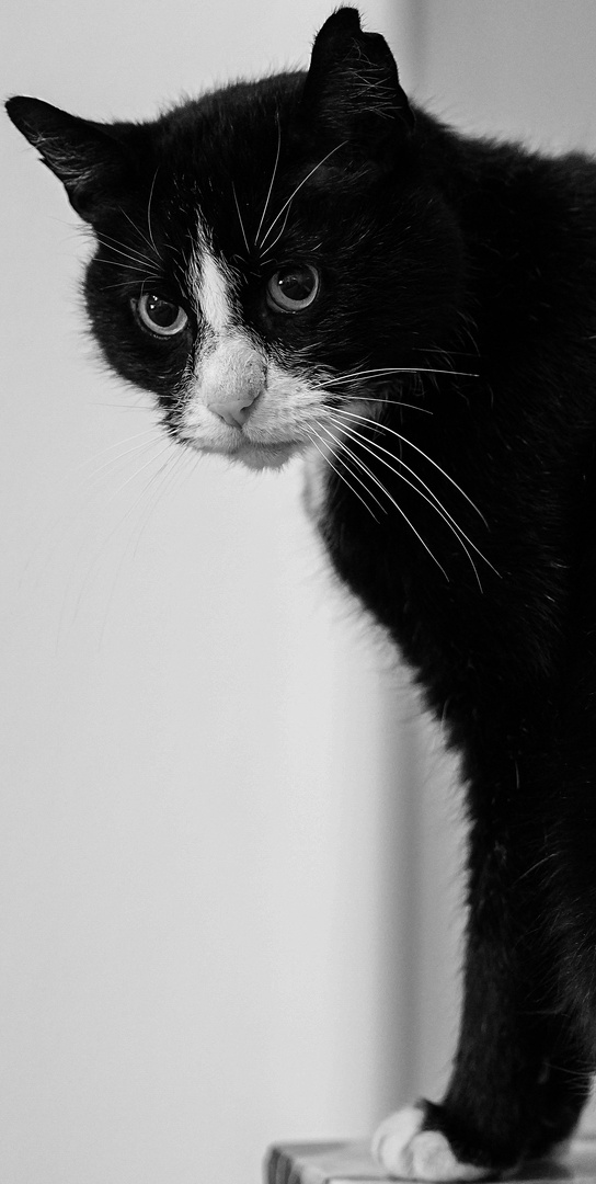 Portrait Milow