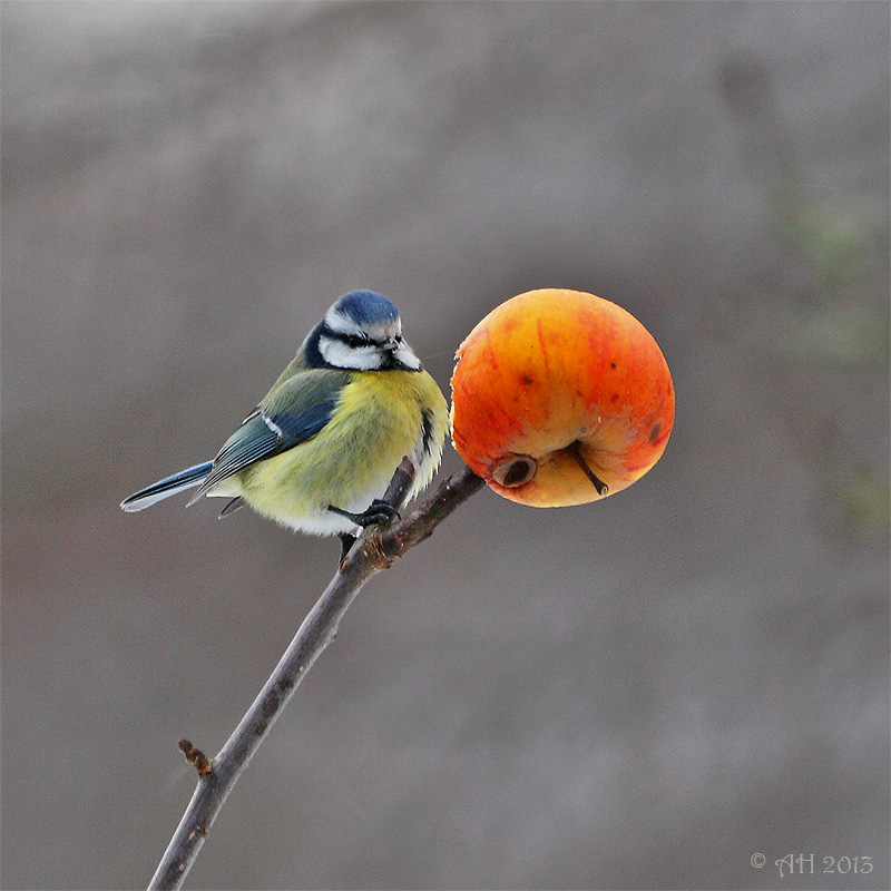 Portrait mit Apfel