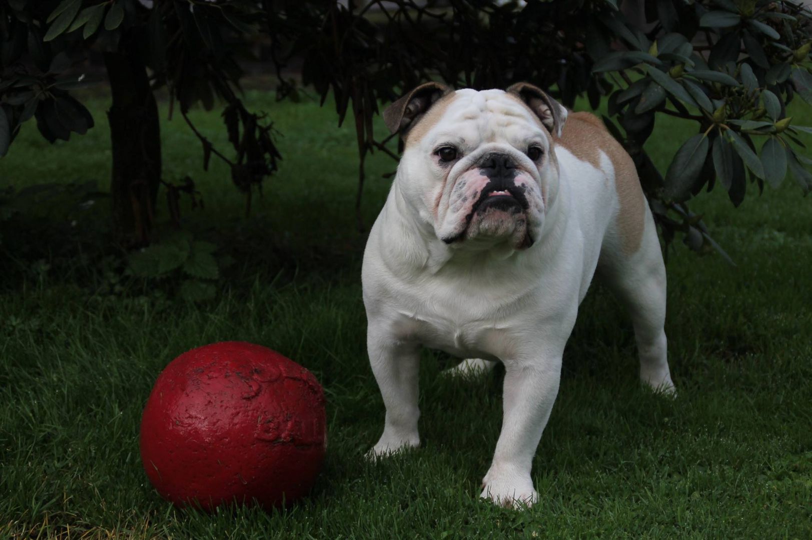 Portrait mit Ball