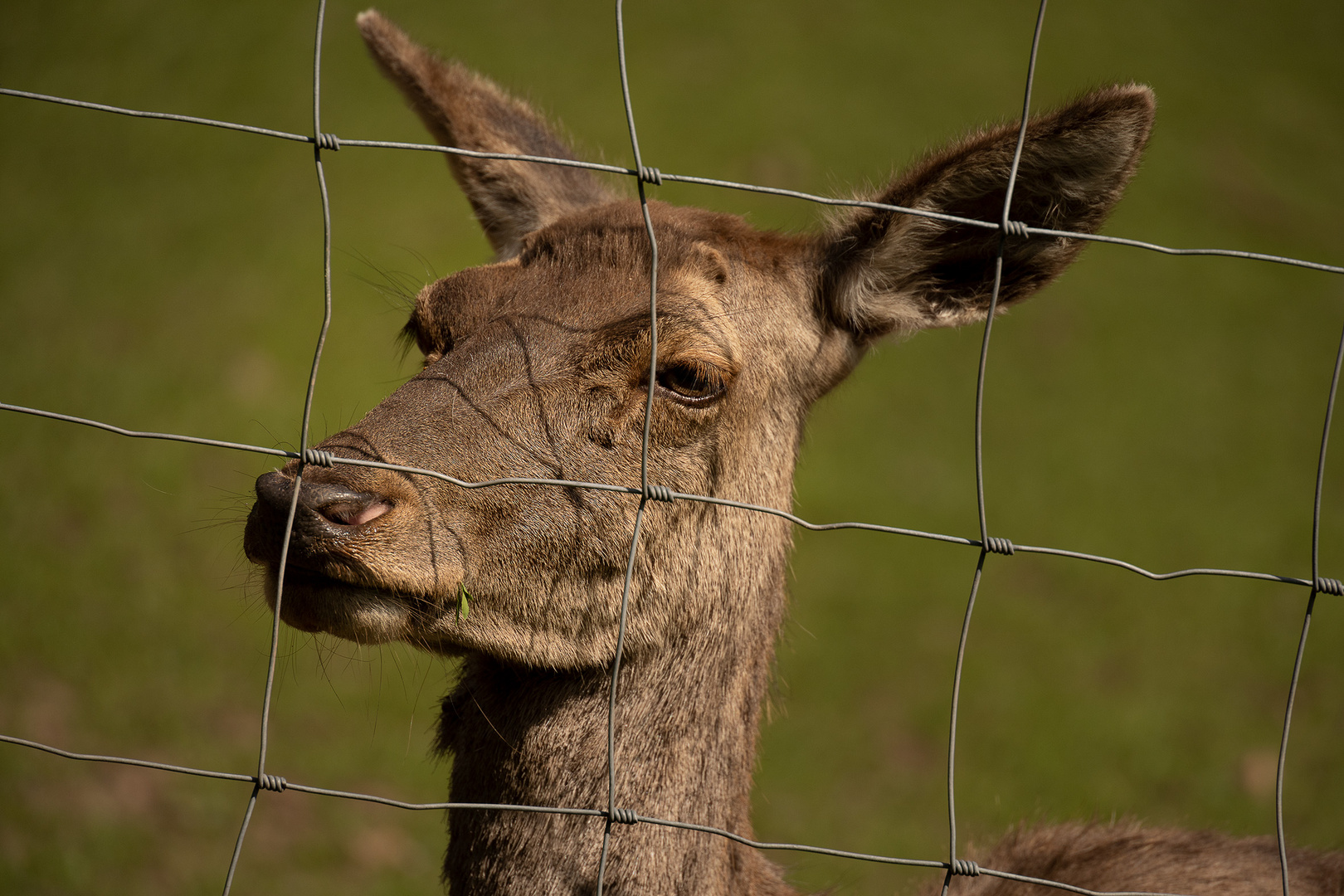 Portrait mit Gras am Maul fc