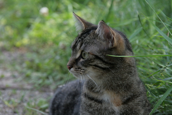 Portrait mit Grashalm