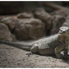 Portrait mit Leguan