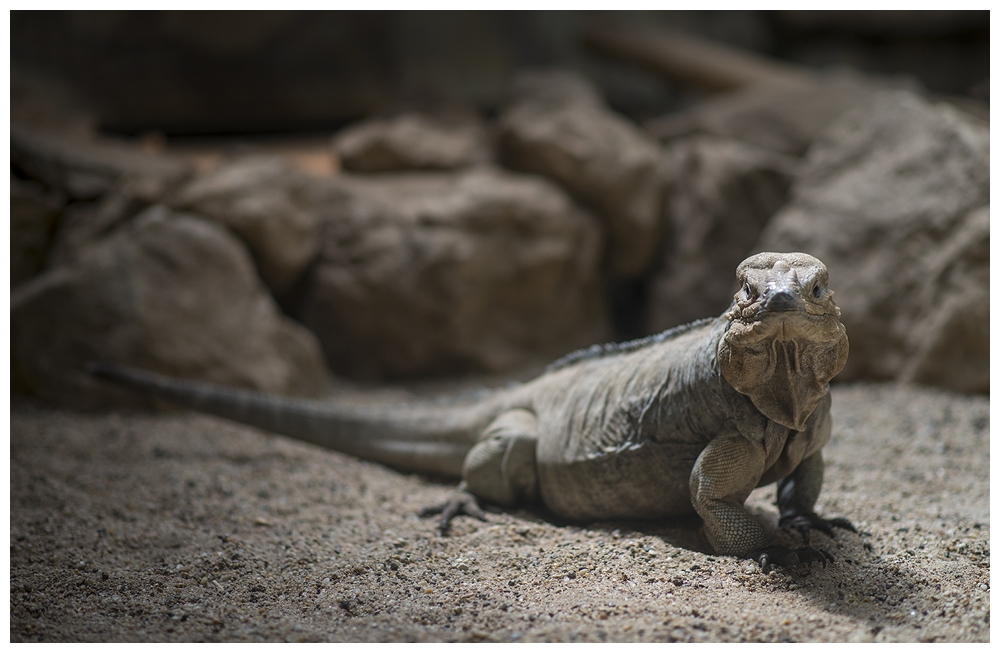 Portrait mit Leguan