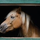 Portrait mit Rahmen