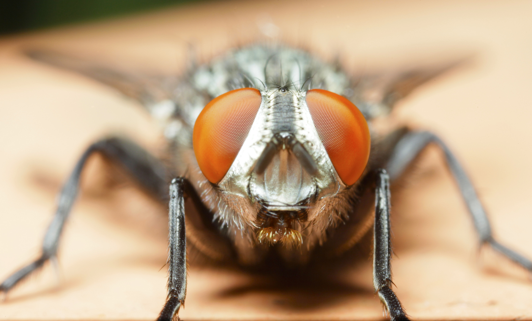 portrait mit vielen augen