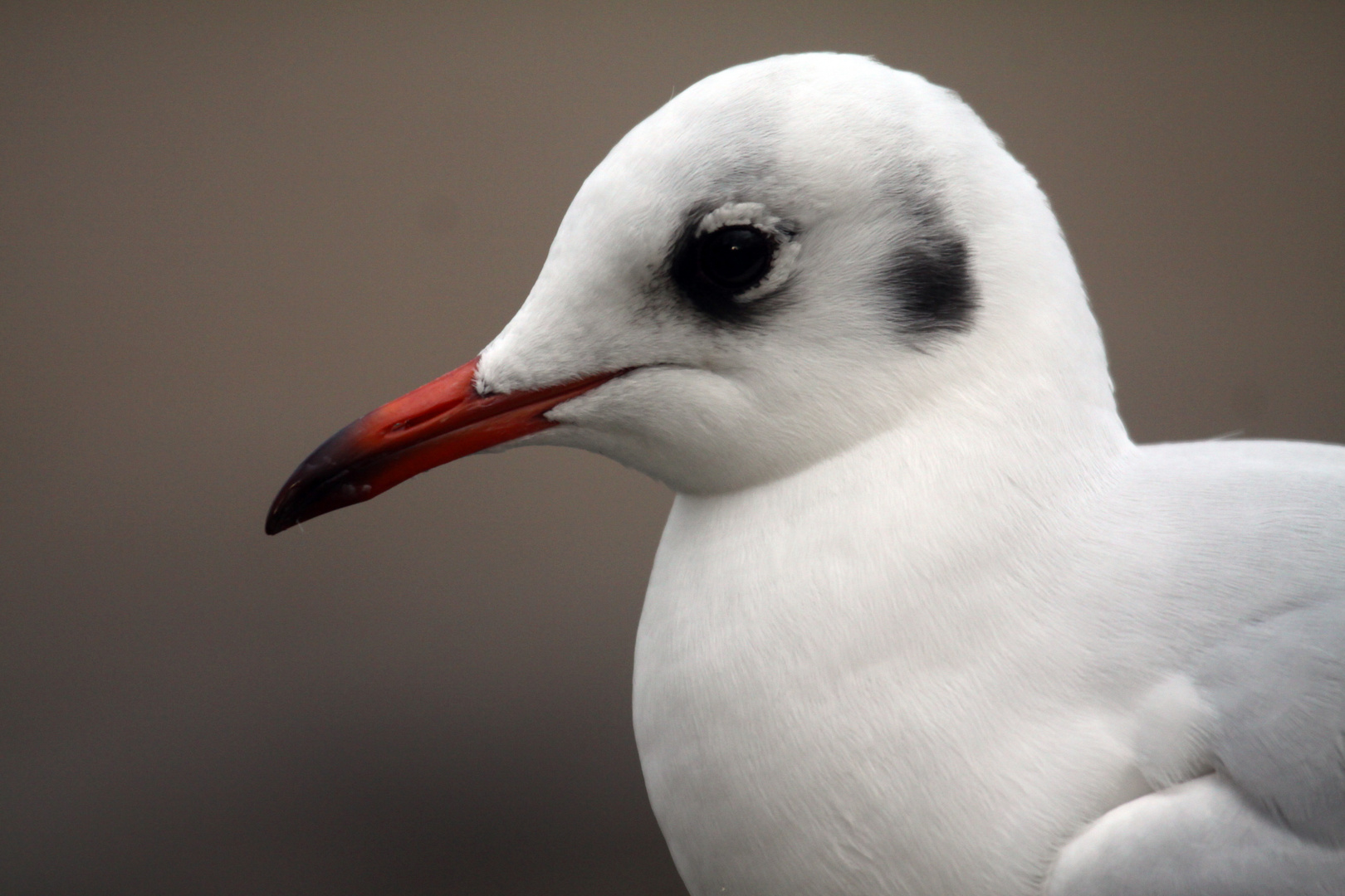 Portrait Möwe